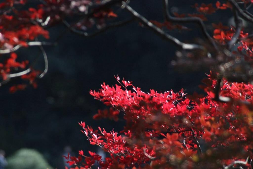Tora Hotel Tokyo-Rikugienn 寅ホテル 六義園 A المظهر الخارجي الصورة